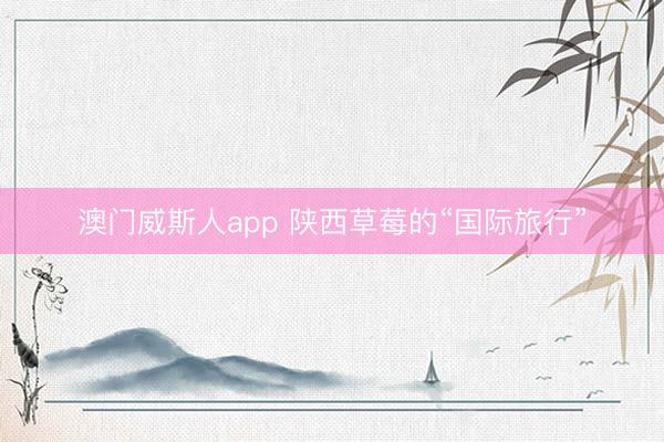 澳门威斯人app 陕西草莓的“国际旅行”